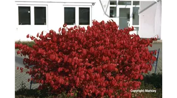 Euonymus alatus 'Compactus'.jpg