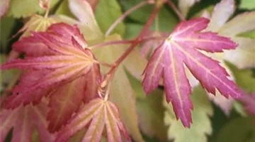 Acer palmatum 'Orange Dream'.jpg