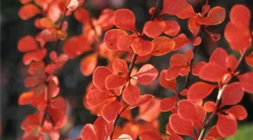 Berberis thunbergii.jpg