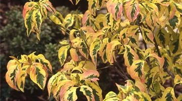 Cornus florida 'Sunset'1.jpg