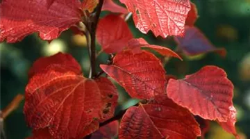 Fothergilla gardenii.jpg