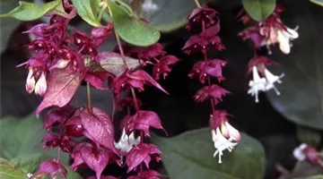 Leycesteria formosa.jpg