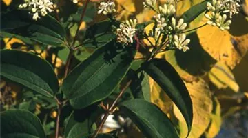 Heptacodium miconioides.jpg