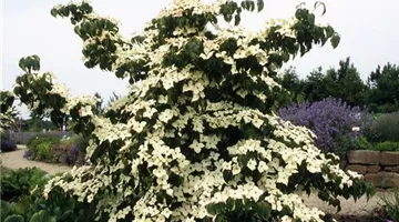 Cornus kousa var. chinensis 'Eurostar'.jpg