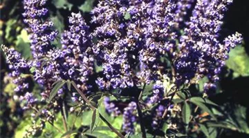 Vitex agnus-castus.jpg