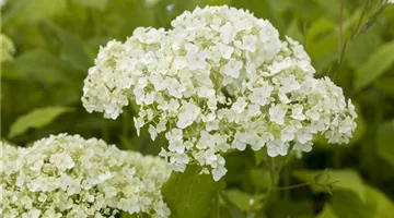 Hydrangea arborescens (GS497421.jpg)