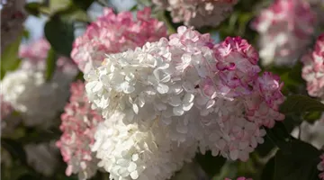 Hydrangea paniculata (GS643121.jpg)