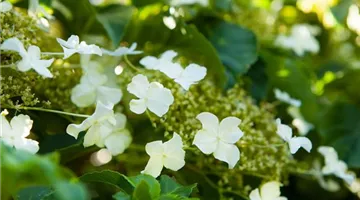 Hydrangea petiolaris (GS408032.jpg)