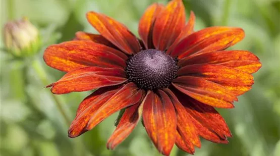 Rudbeckia 'Summerina Orange' (GS503798.jpg)