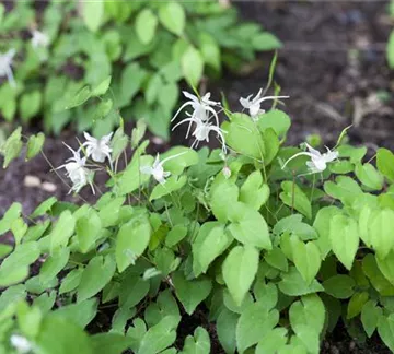 Epimedium x youngianum 'Niveum' (GS430087.jpg)