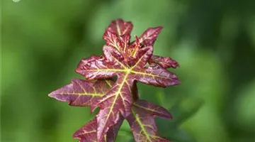 Acer campestre (GS502201.jpg)