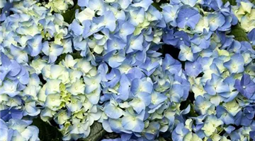 Hydrangea macrophylla, blau (GS473012.jpg)